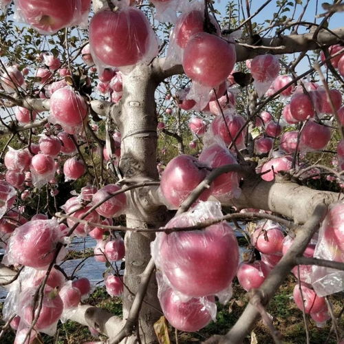 陕西红富士苹果水果5 10斤不打蜡脆甜苹果新鲜水果丑苹果整箱批发