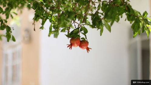 植物 食品 生产 水果 石榴 伊朗 美食摄影图片