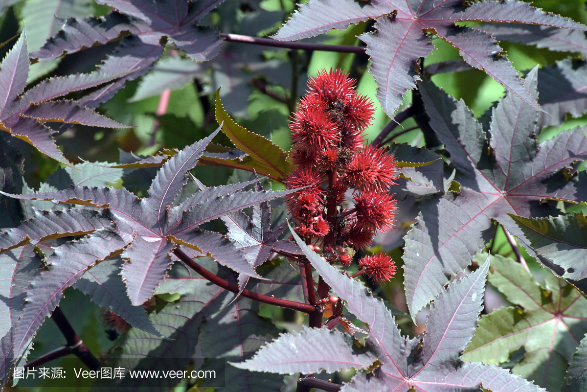 蓖麻,生物柴油的原料