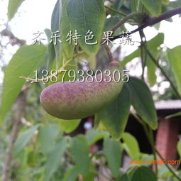 养颜美容强身健体之八月瓜 齐乐特色水果图片,养颜美容强身健体之八月瓜 齐乐特色水果图片生产厂家,养颜美容强身健体之八月瓜 齐乐特色水果图片价格