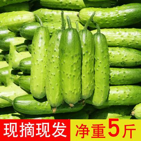 叶集扶贫馆 新鲜水果黄瓜现摘农家旱黄瓜生吃凉拌蔬菜当季青瓜脆嫩小黄瓜5斤